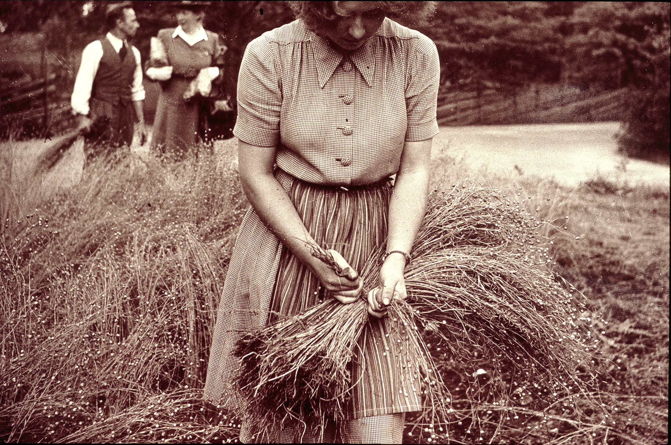 Kvinna som skördar lin. Klässbols Linneväveri hållbart och ekologisk